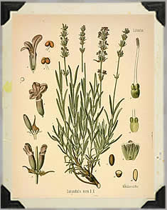 At Peace Massage & Wellness - Aromatherapy 
